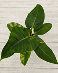 Philodendron imperial green variegata