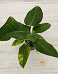 Philodendron imperial green variegata