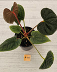 Anthurium Luxurians