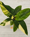 Philodendron imperial green variegata