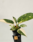 Philodendron Green Congo Variegata (Nuclear)