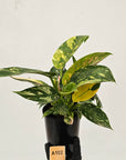 Philodendron Green Congo Variegata (Nuclear)