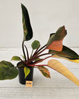 Philodendron 'Rojo Congo Variegated'