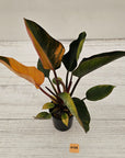 Philodendron 'Rojo Congo Variegated'