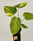 Monstera borsigiana 'Aurea'