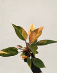 Philodendron 'Rojo Congo Variegated'
