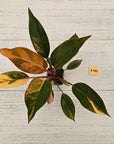 Philodendron 'Rojo Congo Variegated'