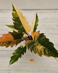Philodendron serratum Caramel Marble