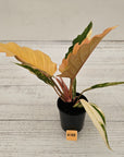 Philodendron serratum Caramel Marble