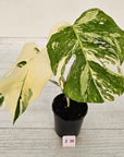 Monstera borsigiana 'Albo'