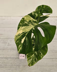 Monstera borsigiana 'Albo'