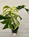 Monstera borsigiana 'Albo'