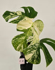 Monstera borsigiana 'Albo'