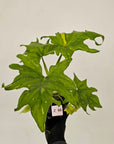 Philodendron warscewiczii Gold Variegata