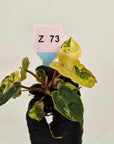 Philodendron billietiae Variegata - Bare bottom baby