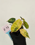 Philodendron billietiae Variegata - Bare bottom baby