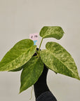 Philodendron giganteum 'Blizzard' B grade- Bare bottom Baby