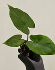 Alocasia macrorrhizos Black Stem - Bare Bottom Baby