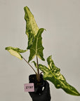 Alocasia sarian variegata