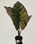 Alocasia macrorrhizos 'plumbea Variegata'