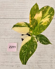 Philodendron Green Congo Variegata (Nuclear)