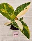 Philodendron Green Congo Variegata (Nuclear)