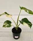 Monstera borsigiana 'Albo'