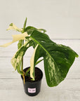 Monstera borsigiana 'Albo'