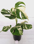 Monstera borsigiana 'Albo'