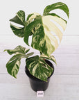 Monstera borsigiana 'Albo'