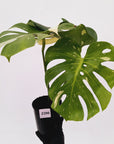 Monstera deliciosa Thai Constellation