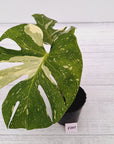 Monstera deliciosa Thai Constellation