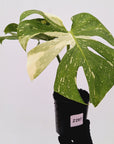 Monstera deliciosa Thai Constellation