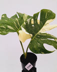 Monstera deliciosa Thai Constellation