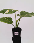 Monstera deliciosa Thai Constellation