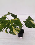 Monstera deliciosa Thai Constellation