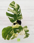 Monstera borsigiana 'Albo'