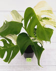 Monstera borsigiana 'Albo'