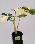 Monstera borsigiana 'Albo'