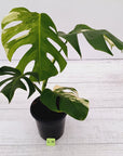 Monstera borsigiana 'Albo'
