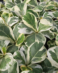 Ficus lyrata Variegata