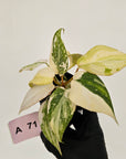 Philodendron gloriosum white vien variegata