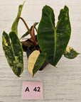 Philodendron billietiae Variegata