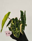 Philodendron billietiae Variegata