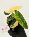 Philodendron billietiae Variegata