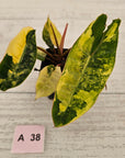 Philodendron billietiae Variegata