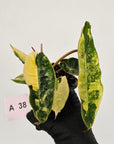Philodendron billietiae Variegata
