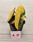 Philodendron billietiae Variegata