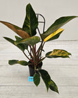Philodendron 'Rojo Congo Variegated'