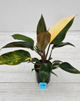 Philodendron 'Rojo Congo Variegated'
